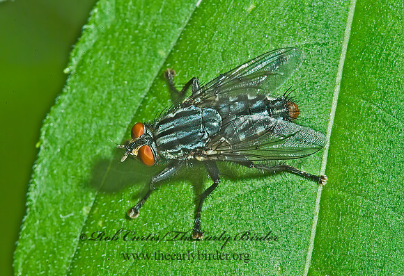 Sarcophagidae  FLESH FLY 4002157z