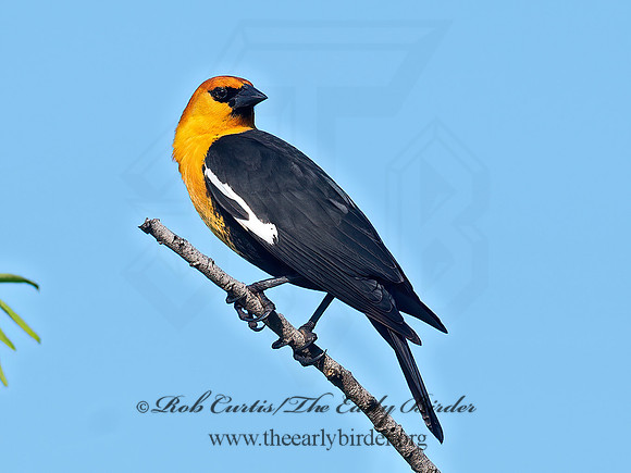 Xanthocephalus xanthocephalus  YELLOW-HEADED BLACKBIRD 6039716z