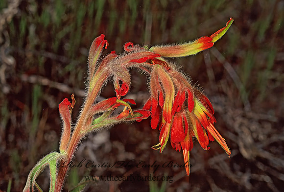 Castilleja chromosa  DESERT PAINTBRUSH 122430z