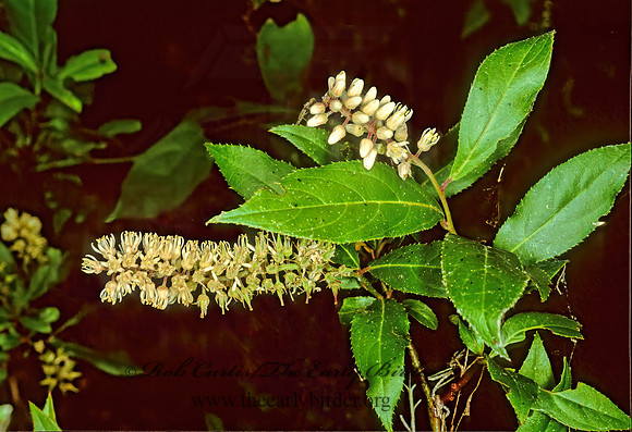 Itea virginica  VIRGINIA WILLOW 246619z