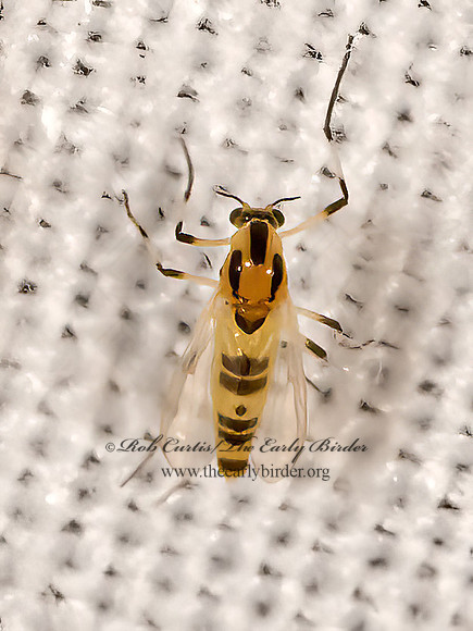 Cricotopus sylvestrs  TANYPODINAE MIDGE 30251121z