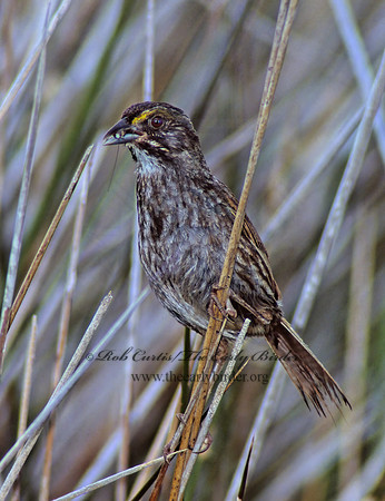 Ammospiza maritima  SEASIDE SPARROW 256522z