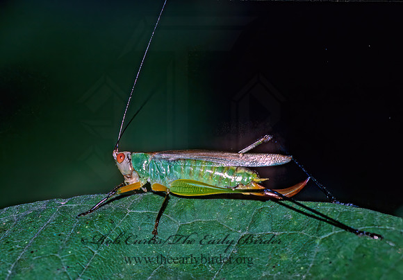 Orchelimum nigripes 23430z
