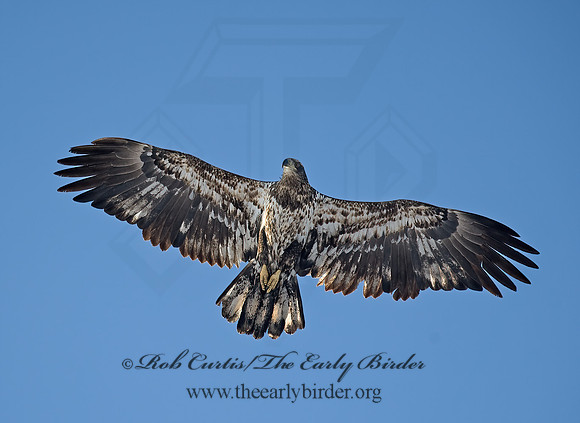 Haliaeetus leucocephalus  BALD EAGLE 8000196z
