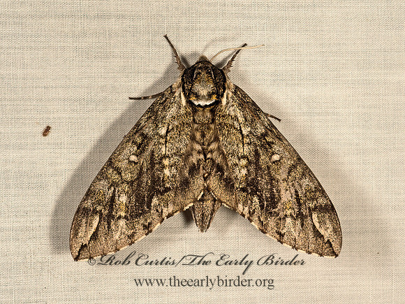 Ceratomia undulos  WAVED SPHINX 9049891z