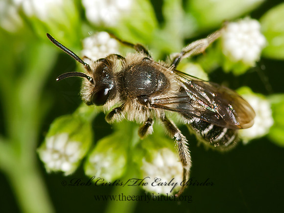 Andrena  MINING BEE 8037624z