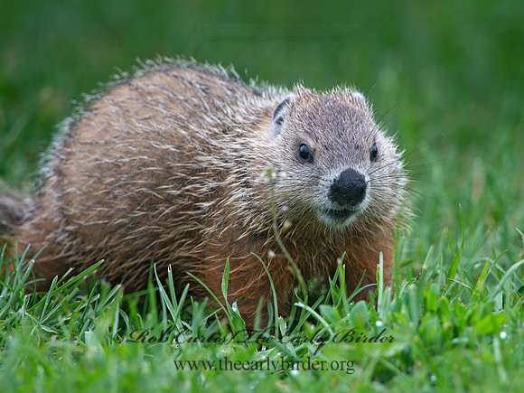 Marmota monax  WOODCHUCK 9035735z