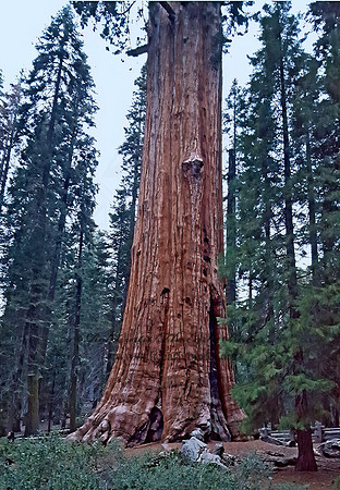 Sequoiadendron giganteum  GIANT SEQUOIA 2000806z