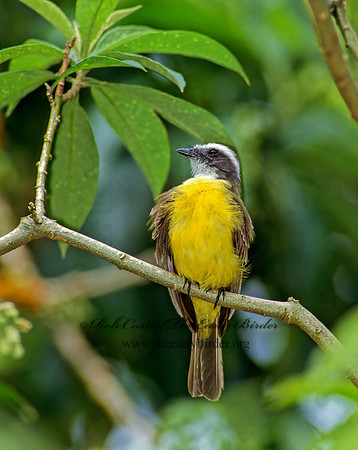 Myiozetetes similis  SOCIAL FLYCATCHER 204917z