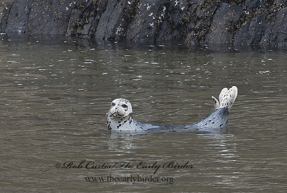 Phoca vitulina  HARBOR SEAL 7017308z