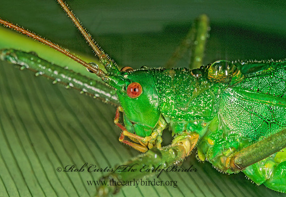 Diyllus fasciatus TRUE KATYDID 194912z