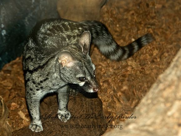 Genetta felina  SMALL-SPOTTED GENET 5017321z
