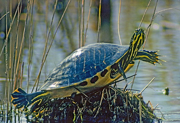 Pseudemys nelsoni  FLORIDA RED-BELLIED TURTLE 10523z