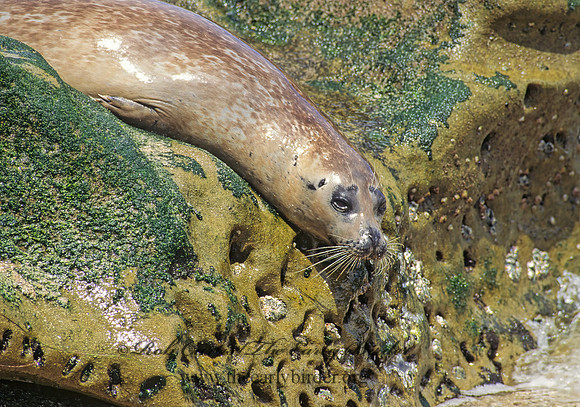 Phoca vitulina  HARBOR SEAL 1245385z