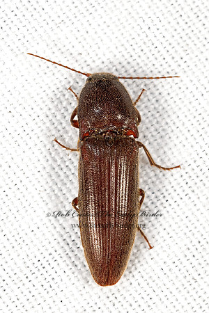 Melanotus  CLICK BEETLE3038906z