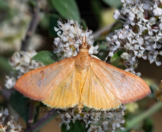 Uresiphita reversalis GENISTA BROOM MOTH 7009679z