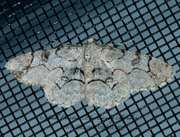 Iridopsis larvaria  BENT-LINE GRAY 3014093z