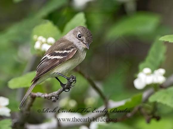 Empidonax minimus  LEAST FLYCATCHER 1302957z