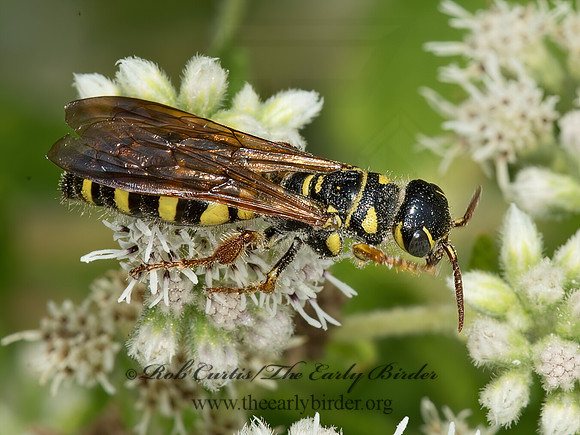 Myzinum quinquecinctum  5-BANDED THYNNID WASP 9051222z