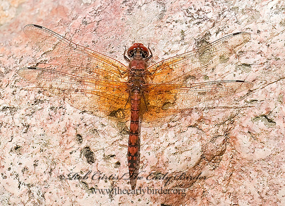 Paltothemis lineatipes RED ROCK SKIMMER 6026832z
