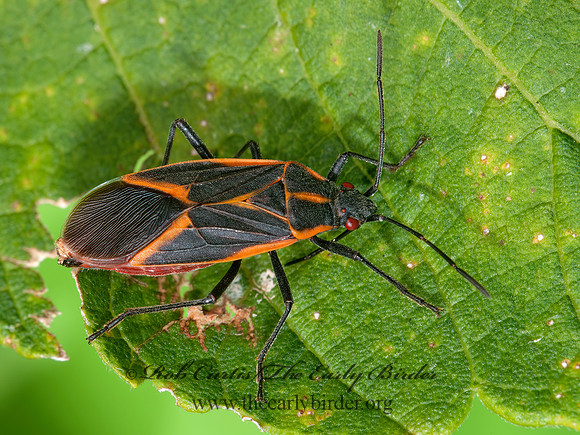 Boisea trivittata 8031524z