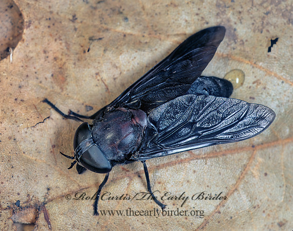 Tabanus atratus  BLACK HORSE FLY 173623z