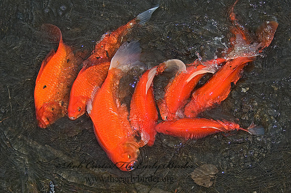 Cyprinus carpio  KOI 5004790z