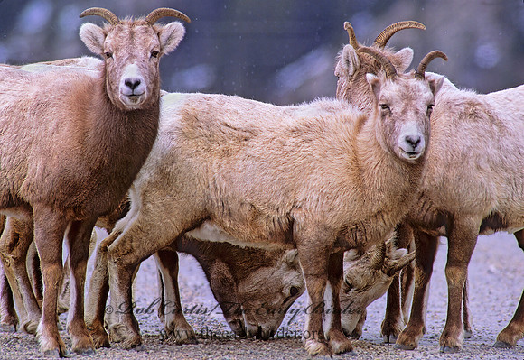 Ovis canadensis  BIGHORN SHEEP 216233z