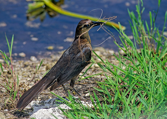 Quiscalus major  BOAT-TAILED GRACKLE 250721z
