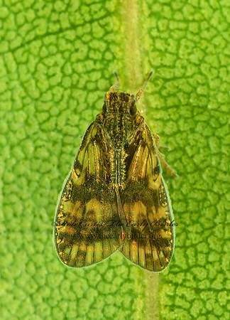 Bothriocera transversa 248428z