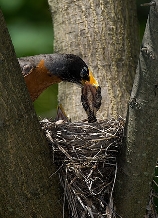 Turdus migratorius  AMERICAN ROBIN 6006204z