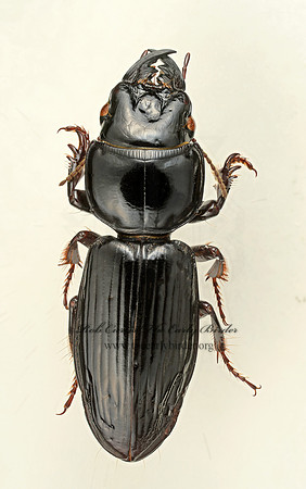 Scarites vicinus or subterraneus 9017535z