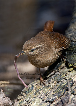 Troglodytes hiemalis  WINTER WREN 9028243z