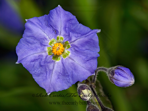 Solanum parishii  PARISH'S NIGHTSHADE 8036904z