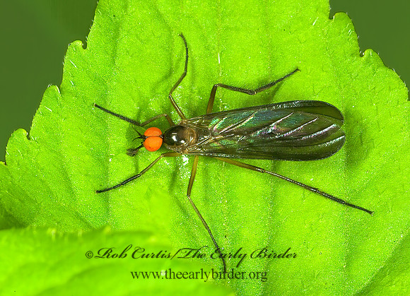 Rhamphomyia longicauda  DANCE FLY 4001817_1z