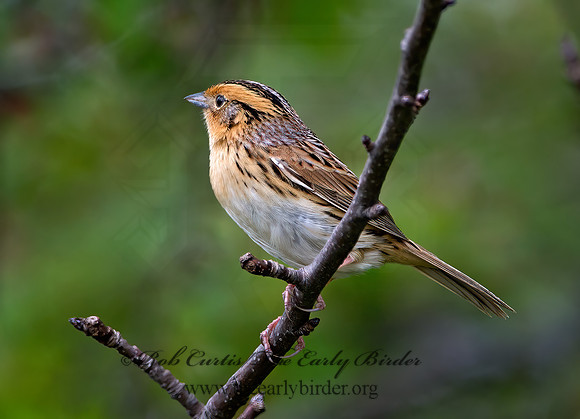 Ammospiza leconteii  LE CONTE'S SPARROW 9028983z