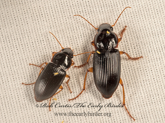 Harpalus faunus~  HARPALINI GROUND BEETLE 9051361z