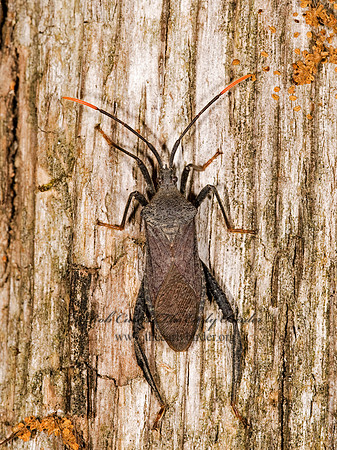 Acanthocephala terminalis 8014768z