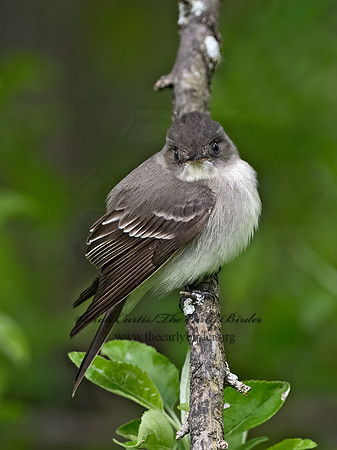 Contopus virens  EASTERN WOOD PEWEE 1302741z