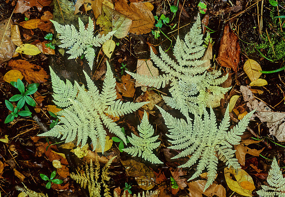 Phegopteris connectilis  LONG BEECH FERN 82410z