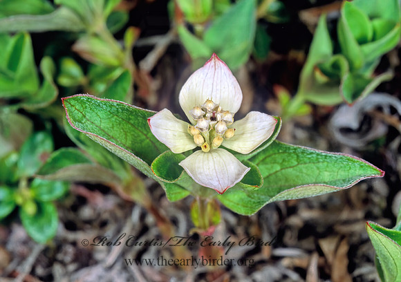 Cornus suecica  DWARF CORNEL 242607 z