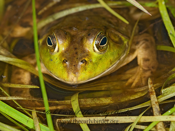 Lithobates catesbeianus  AMERICAN BULLFROG 3014238 z