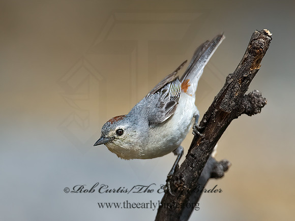 Leiothlypis luciae  LUCY'S WARBLER 7008076z