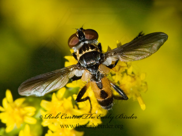 Xanthomelanodes  GYMNOSOMATINI TACHINID FLY 5014871z