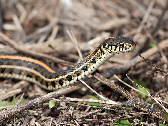 Thamnophis radix  PLAINS GARTER SNAKE 8032699z