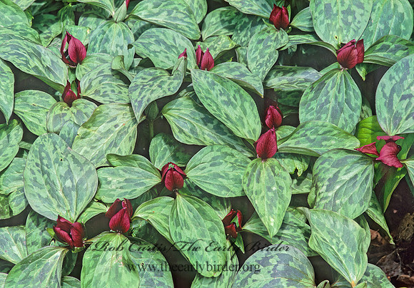Trillium recurvatum  PRAIRIE TRILLIUM 265129z