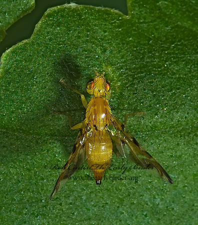 Strauzia longipennis  FRUIT FLY 4002382z