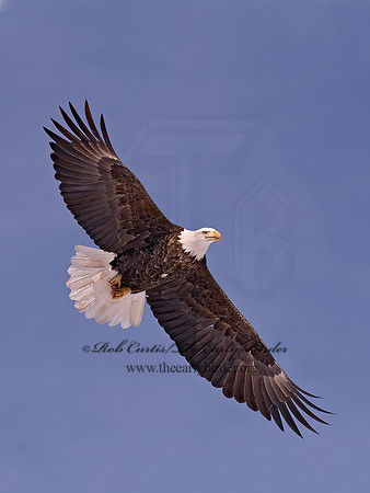 Haliaeetus leucocephalus  BALD EAGLE 6020336z