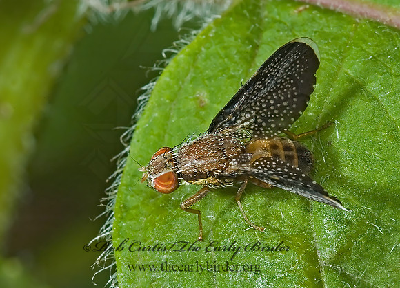 Eutreta caliptera FRUIT FLY 5012118z