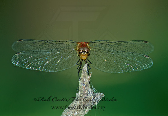 Sympetrum rubicundulum 294516 z